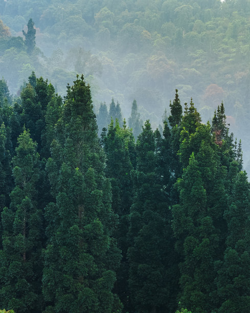茂密的常绿森林笼罩在晨雾中，非常适合作为丛林背景、生态旅游和环保概念的素材。图片下载