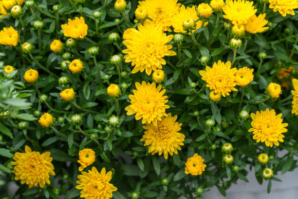秋季盛开的黄色菊花的特写照片。图片下载