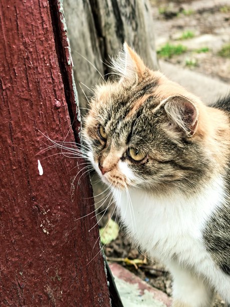 村庄里的猫，宠物，猫，毛茸茸的美丽猫咪，不寻常的毛色，村庄里的动物，村庄里的房子，在奶奶家，农场，奶奶家，美丽的乡村照片，农场氛围图片下载