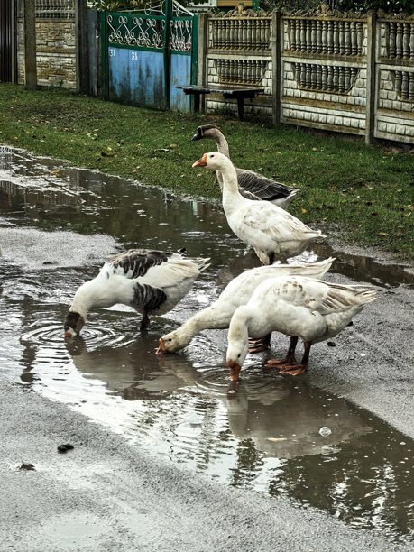 村庄里的鹅，宠物，家禽，鹅群，不寻常的颜色，乡村动物，村庄里的房子，在奶奶家，农场，在奶奶家，美丽的乡村照片，农场氛围，鸟类图片下载