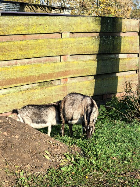 村庄里的山羊，宠物山羊，家养山羊，带小羊的母山羊，不寻常的颜色，乡村动物，乡村房屋，奶奶的房子，农场，奶奶的房子，美丽的乡村照片，农场氛围图片下载
