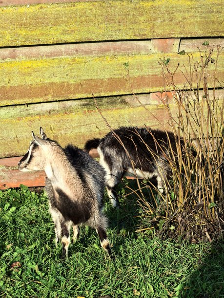 村庄里的山羊，宠物山羊，家养山羊，带小羊的母山羊，不寻常的颜色，村庄动物，村庄里的房子，奶奶的房子，农场，奶奶的房子，美丽的乡村照片，农场氛围图片下载