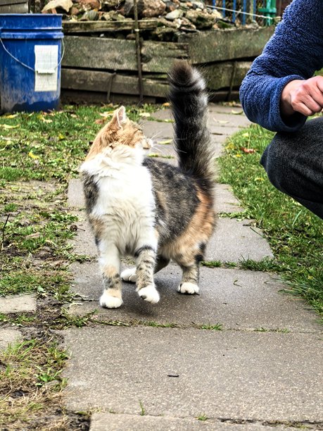 村庄里的猫，宠物，猫，毛茸茸的美丽猫咪，不寻常的毛色，村庄动物，村庄里的房子，在奶奶家，农场，奶奶家的房子，美丽的乡村照片，农场氛围图片下载