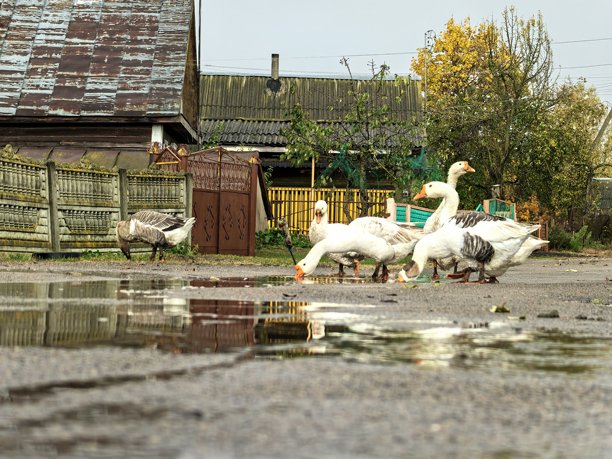 村庄里的鹅，宠物，家禽，鹅群，不寻常的颜色，村庄动物，村庄里的房子，在奶奶家，农场，在奶奶家，美丽的乡村照片，农场氛围，鸟类图片下载