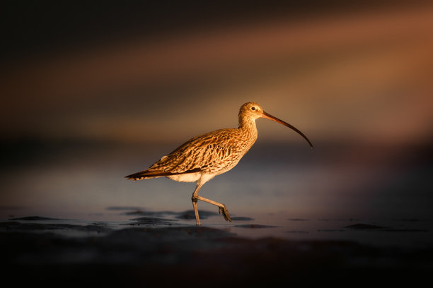 一张美学的野生动物照片，自然背景。图片下载