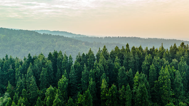 风景如画的森林树冠笼罩着薄雾，非常适合作为自然背景和环保主题的素材图片下载