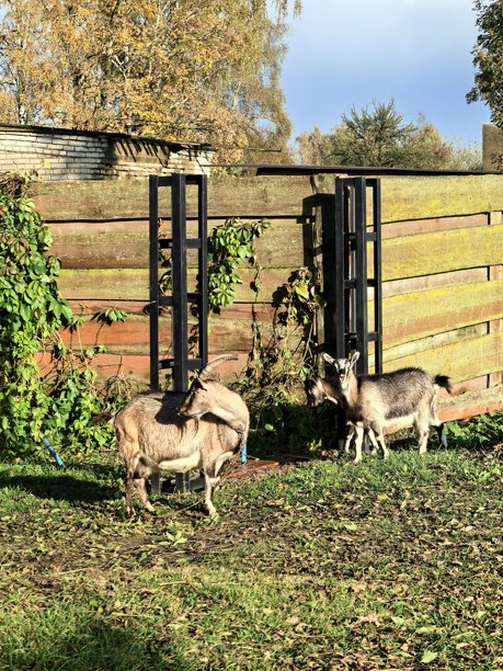 村庄里的山羊，宠物山羊，家养山羊，带小羊的山羊，不寻常的颜色，村庄动物，村庄里的房子，奶奶的房子，农场，奶奶的房子，美丽的乡村照片，农场氛围图片下载