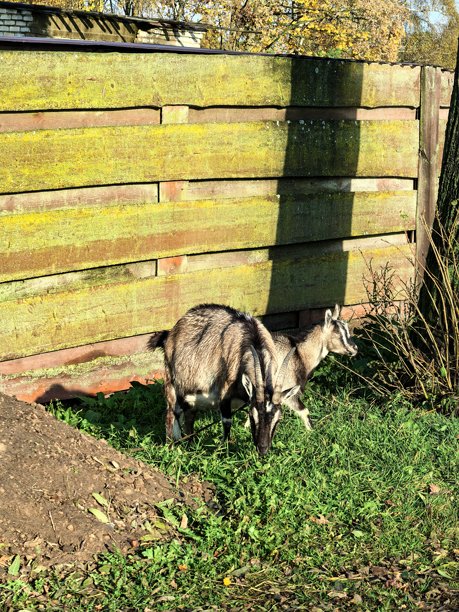 村庄里的山羊，宠物山羊，家养山羊，带小羊的山羊，不寻常的颜色，村庄动物，村庄里的房子，奶奶的房子，农场，奶奶的房子，美丽的乡村照片，农场氛围图片下载