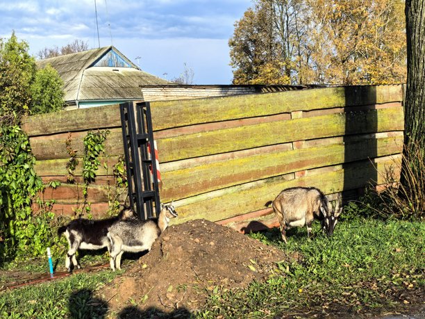 村庄里的山羊，宠物山羊，家养山羊，带小羊的山羊，不寻常的颜色，村庄动物，村庄里的房子，奶奶的房子，农场，奶奶的房子，美丽的乡村照片，农场氛围图片下载