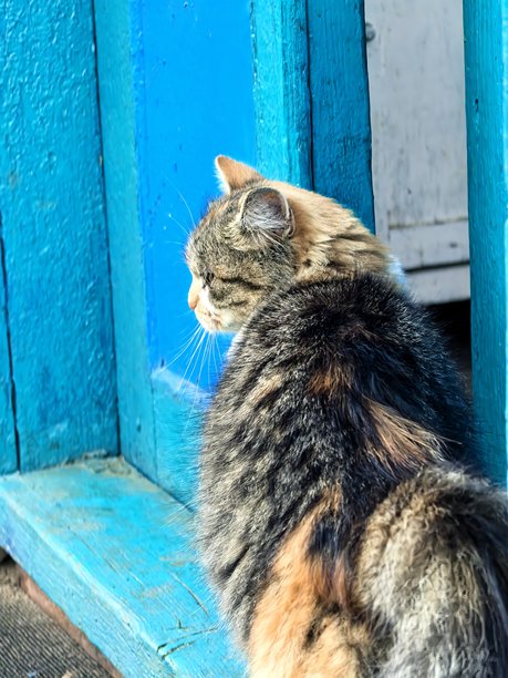 村庄里的猫，宠物，猫，毛茸茸的美丽猫咪，不寻常的毛色，乡村动物，村庄里的房子，在奶奶家，农场，奶奶家，美丽的乡村照片，农场氛围图片下载