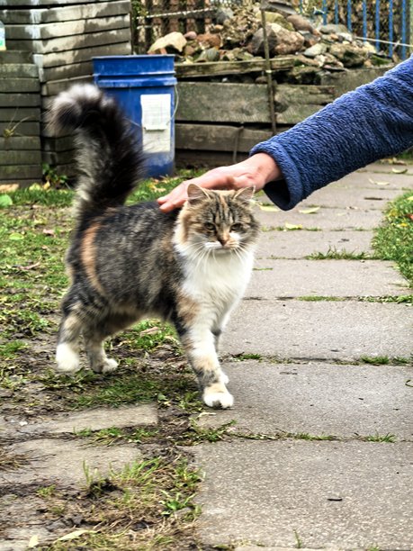村庄里的猫，宠物，猫，毛茸茸的漂亮猫咪，不寻常的毛色，村庄动物，村庄里的房子，在奶奶家，农场，在奶奶家，漂亮的乡村照片，农场氛围图片下载
