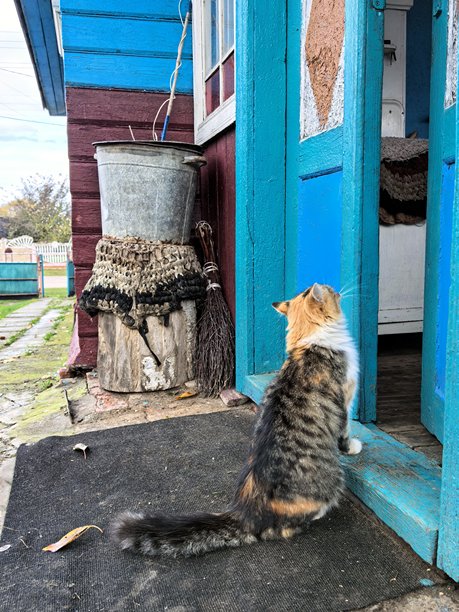 村庄里的猫，宠物，猫，毛茸茸的漂亮猫咪，不寻常的毛色，村庄动物，村庄里的房子，在奶奶家，农场，奶奶家，漂亮的乡村照片，农场氛围图片下载