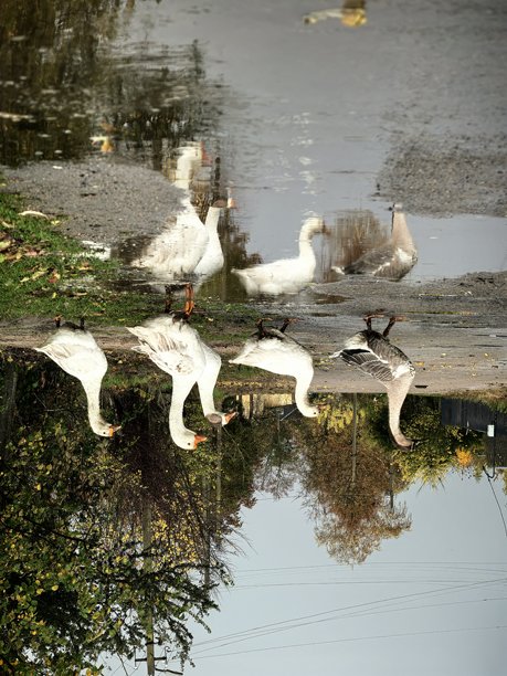 村庄里的鹅，宠物，家禽，鹅群，不寻常的颜色，乡村动物，村庄里的房子，在奶奶家，农场，在奶奶家，美丽的乡村照片，农场氛围，鸟类图片下载