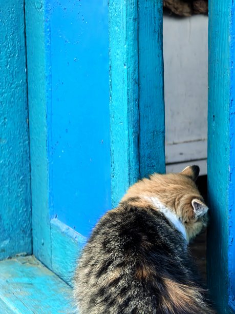 村庄里的猫，宠物，猫，毛茸茸的漂亮猫咪，不寻常的毛色，村庄动物，村庄里的房子，在奶奶家，农场，奶奶家，漂亮的村庄照片，农场氛围图片下载