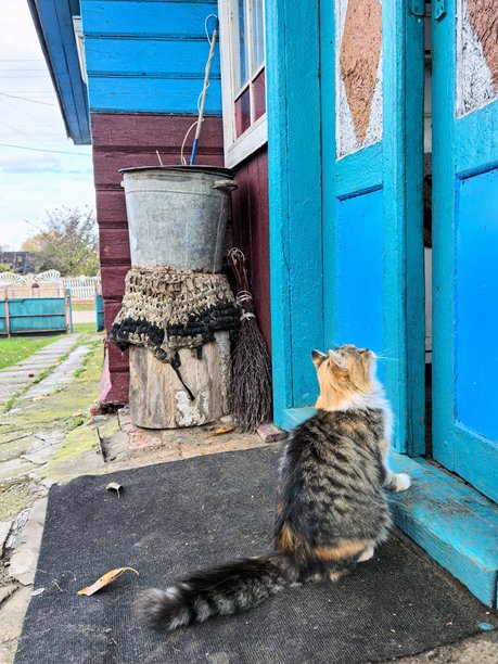 村庄里的猫，宠物，猫，毛茸茸的美丽猫咪，不寻常的毛色，乡村动物，村庄里的房子，在奶奶家，农场，奶奶家的房子，美丽的乡村照片，农场氛围图片下载