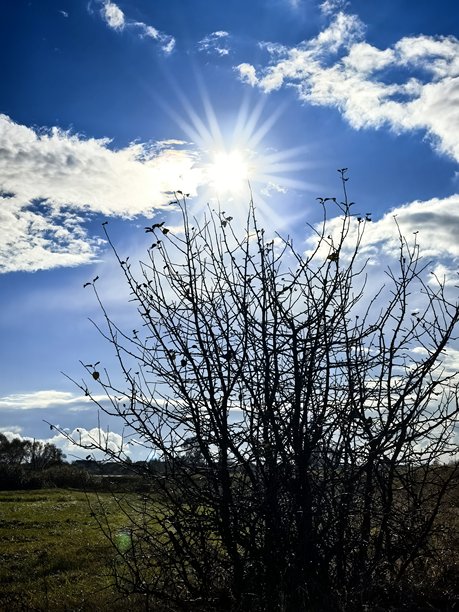 阳光下的灌木丛，秋天的灌木丛，阳光穿过树枝，雨后天气，雨后，美丽的天空，田野，美丽的自然照片，秋天的美，秋季景观，秋日氛围，美丽图片下载