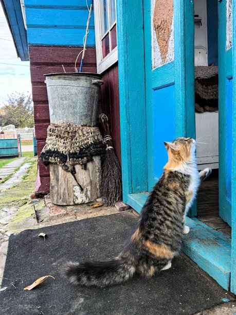 村庄里的猫，宠物，猫，毛茸茸的美丽猫咪，不寻常的毛色，村庄动物，村庄里的房子，在奶奶家，农场，奶奶家，美丽的乡村照片，农场氛围图片下载