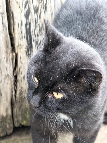 村庄里的猫，宠物，猫，毛茸茸的美丽猫咪，不寻常的毛色，村庄动物，村庄里的房子，在奶奶家，农场，奶奶家，美丽的村庄照片，农场氛围图片下载