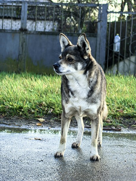 村里的狗，宠物，小狗，狼犬，不寻常的毛色，村庄里的动物，村庄里的房子，奶奶的房子，农场，奶奶的房子，美丽的乡村照片，农场氛围，狗图片下载