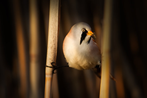 一张唯美的野生动物照片，自然背景。图片下载