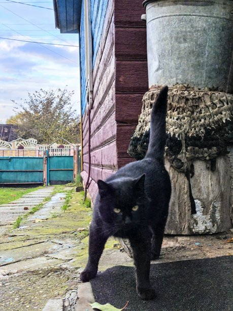 村庄里的猫，宠物，猫，毛茸茸的美丽猫咪，不寻常的毛色，乡村动物，村庄里的房子，在奶奶家，农场，奶奶家，美丽的乡村照片，农场氛围图片下载