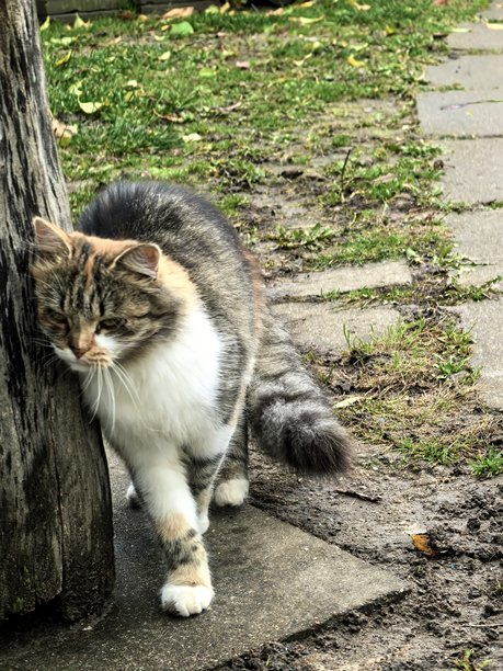 村庄里的猫，宠物，猫，毛茸茸的美丽猫咪，不寻常的毛色，乡村动物，村庄里的房子，在奶奶家，农场，奶奶家的房子，美丽的乡村照片，农场氛围图片下载