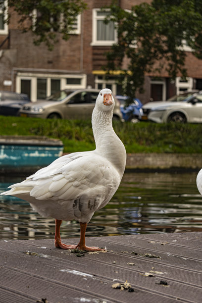 河岸边的白鹅，水边的野鸟，自然，特写照片图片下载