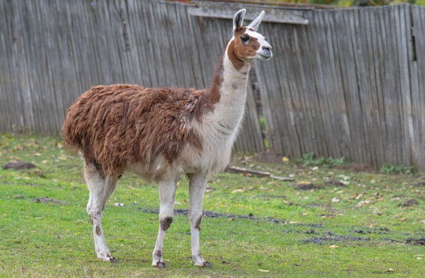 动物园里的羊驼照片图片下载