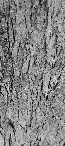 树木纹理的照片图片下载