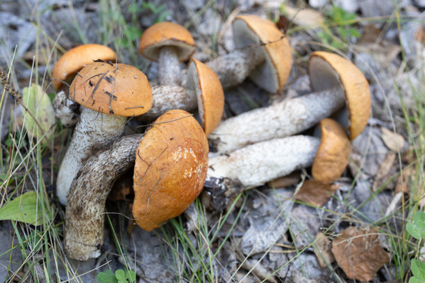 一个装满各种野生蘑菇和辣根的篮子。蘑菇周围环绕着绿叶和越橘浆果。图片下载