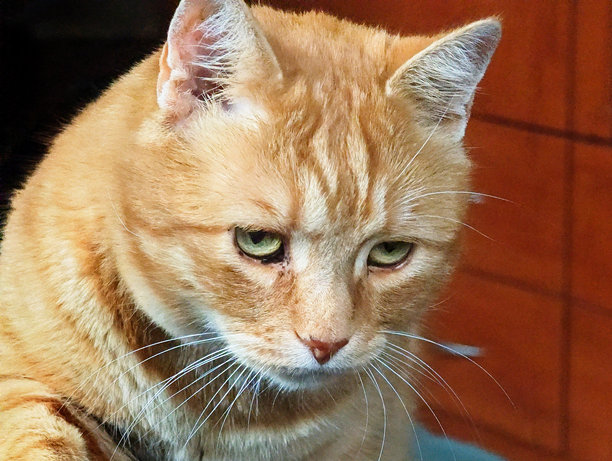 一只表情严肃的姜黄色虎斑猫的特写肖像，它有着独特的绿色眼睛和长长的白色胡须，正向下凝视。图片下载