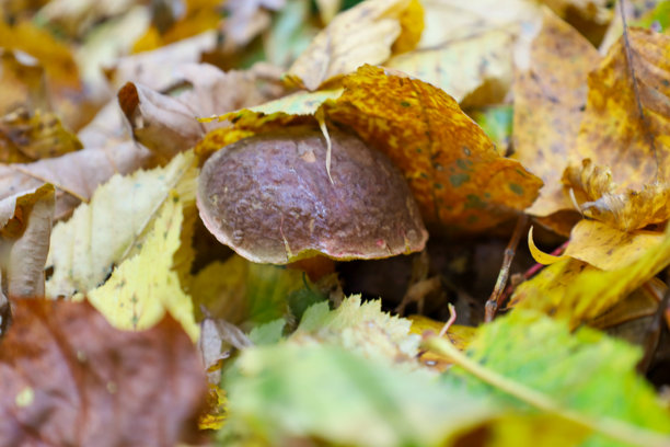 一张迷人的宏观照片，展示了一朵森林蘑菇，它从厚厚的落叶下探出头来，呈现出丰富的黄褐色秋季色调。图片下载