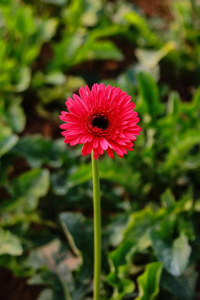 花园里的红色非洲菊，背景虚化，素材图图片下载