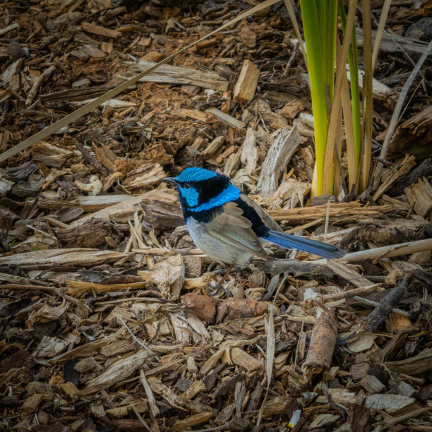 蓝鹟（或称仙鹟）是鹟科的雀形目鸟类，这种鸟在澳大利亚东南部很常见，人们对它也很熟悉，这张照片摄于维多利亚州墨尔本。图片下载