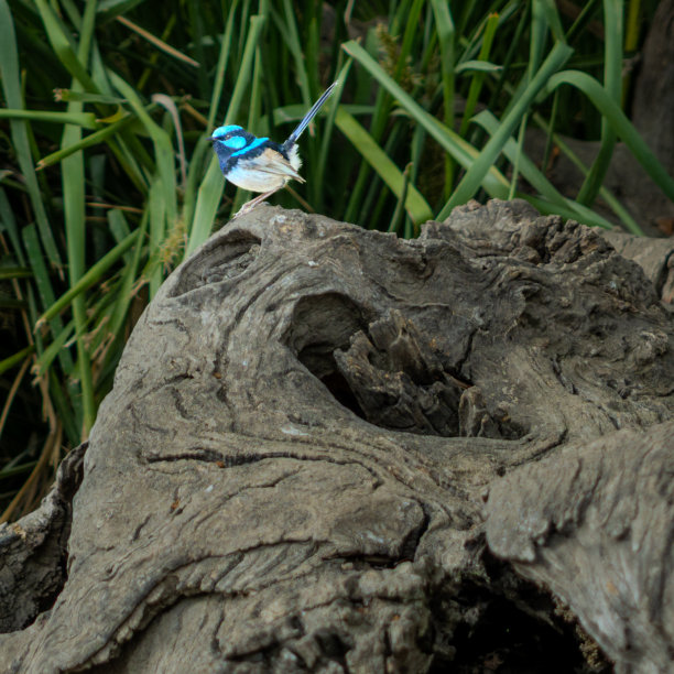 蓝鹟，又名仙鹟，是鹟科的雀形目鸟类。这种鸟在澳大利亚东南部很常见，人们对它也很熟悉。这张照片摄于维多利亚州墨尔本。图片下载