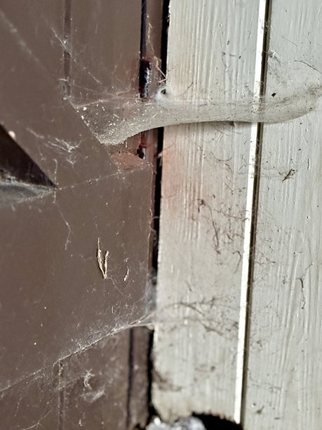 一张特写照片，展示了一个在棕色门和白色墙壁之间拉伸开的蜘蛛网。蜘蛛网看起来陈旧且积满灰尘，附着在角落里，显示出饱经风霜和被忽视的痕迹。图片下载