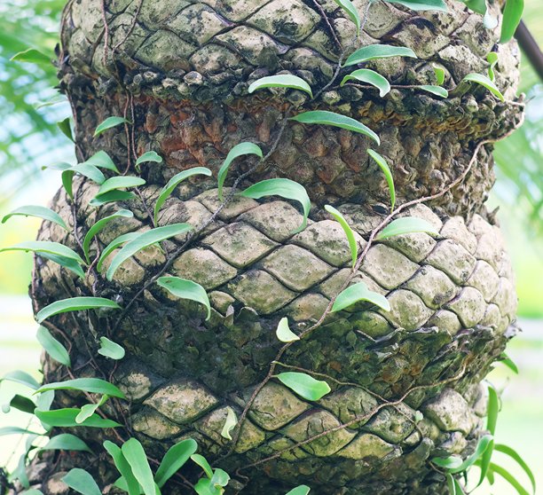 这张图片展示了一棵独特树木的树干，其独特的菱形树皮纹理和缠绕其上的小绿叶。树干呈灰绿色，表面粗糙。图片下载