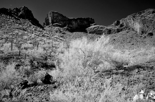 亚利桑那州索诺兰沙漠皮卡乔峰州立公园的单色照片图片下载