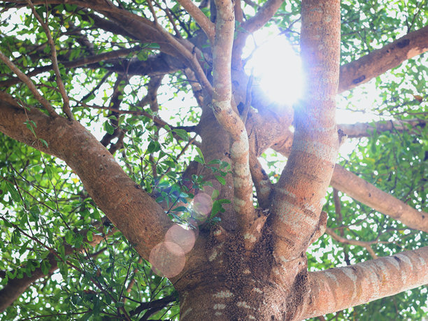这张照片从下方展示了一棵树的树干和树枝，阳光透过绿叶洒下，营造出闪闪发光的效果。图片下载