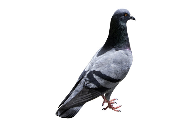 白底鸽子。图库照片图片下载