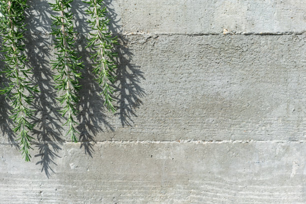 绿色的迷迭香枝条悬挂在混凝土墙上。这张照片描绘了自然与城市建筑的融合，以及有机纹理与人造纹理的对比。留有复制空间。图片下载