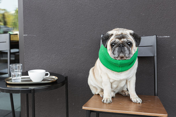 一只戴着绿色围巾的巴哥犬坐在咖啡馆外的椅子上，旁边放着咖啡杯。这张图片代表着平静、日常和生活与简单奢华之间的宁静联系。图片下载