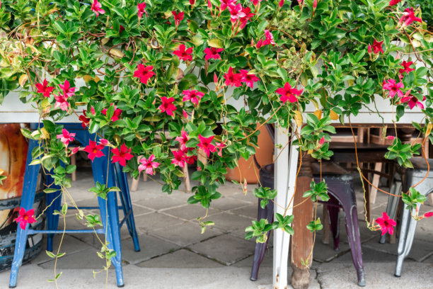 盛开的藤蔓垂挂在桌子上。这张照片代表了户外园艺、装饰植物和城市空间中的自然氛围等概念。图片下载