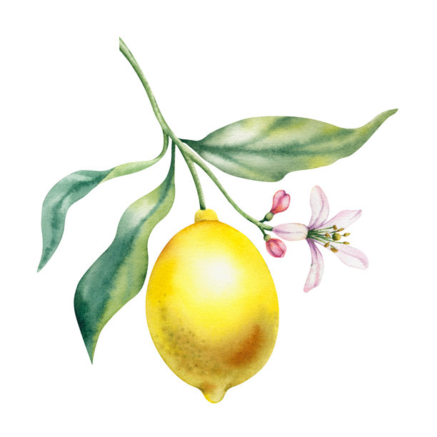 白底柠檬枝叶花卉，手绘水彩植物插画。热带水果，柑橘类水果，多汁明亮的水果，用于卡片装饰、请柬印刷图片下载