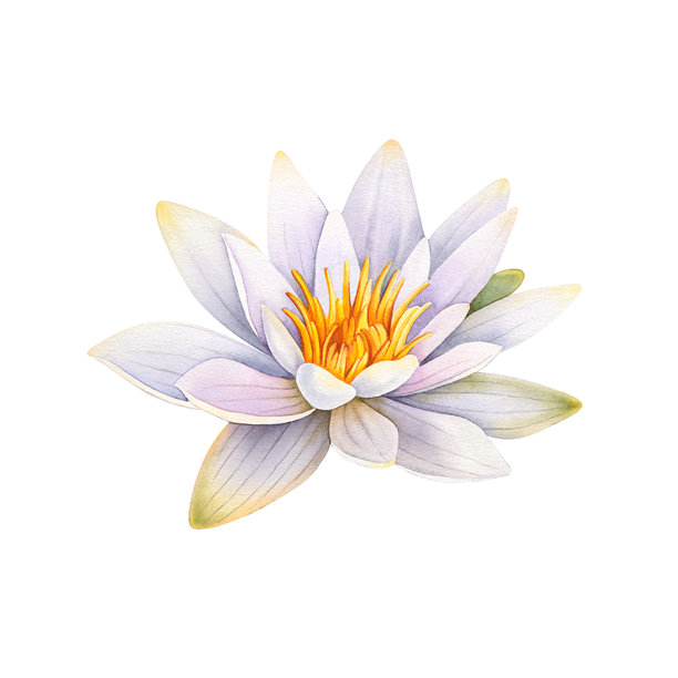 孤立背景上的白色莲花。手绘睡莲的中国风水彩植物插画。中国和印度风格的明信片和邀请函设计。禅意设计、佛教和印度教图片下载