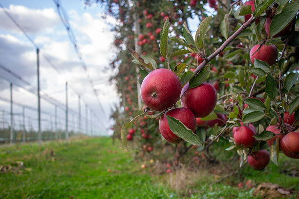 现代苹果园中树枝上的红苹果。背景中可以看到成排的树木和支撑线，展示了结构化的种植模式。图片下载