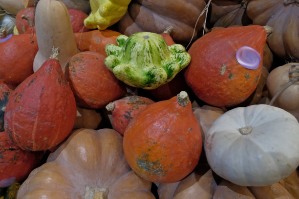 秋季市场南瓜：特写。秋季在市场上展出的南瓜的特写照片。秋季背景。图片下载