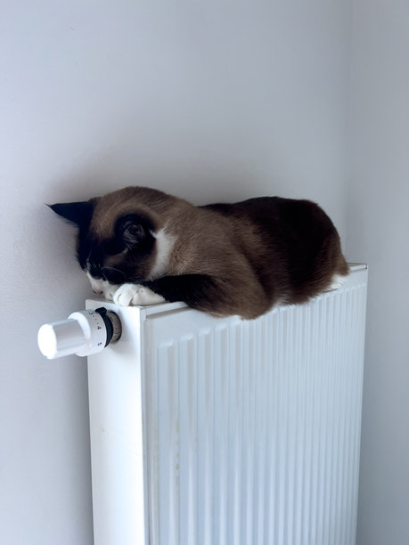 一张垂直照片，一只放松的猫，身上有奶油色和棕色的重点标记，躺在一个白色的垂直散热器上。图片下载