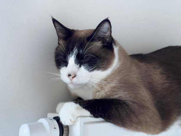 一只侧卧的猫，身上有奶油色和棕色的重点斑纹，正躺在白色的散热器上休息。这张照片是横向拍摄的。图片下载