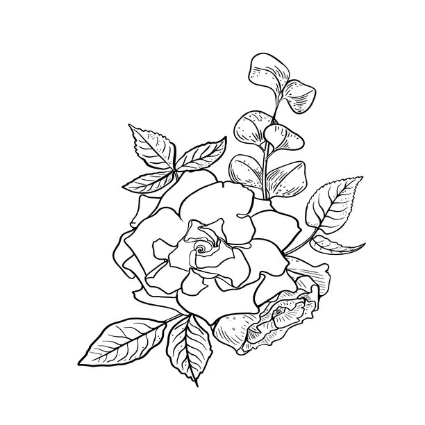 牡丹和桉树的黑白矢量插画。手绘线条花卉，用于浪漫包装、文具。山茶花轮廓图。花束轮廓草图。图片下载